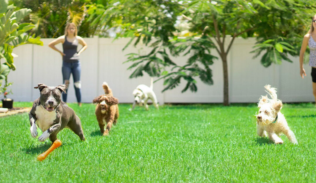 four dogs running across a green lawn after a toy while two women watch in the background
