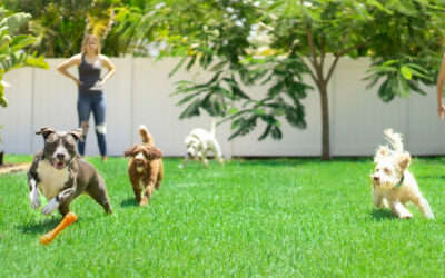 What to Expect During Your First Poop Scoop Appointment