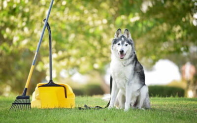 Why Pet Waste Removal Is More Than Just a Convenience