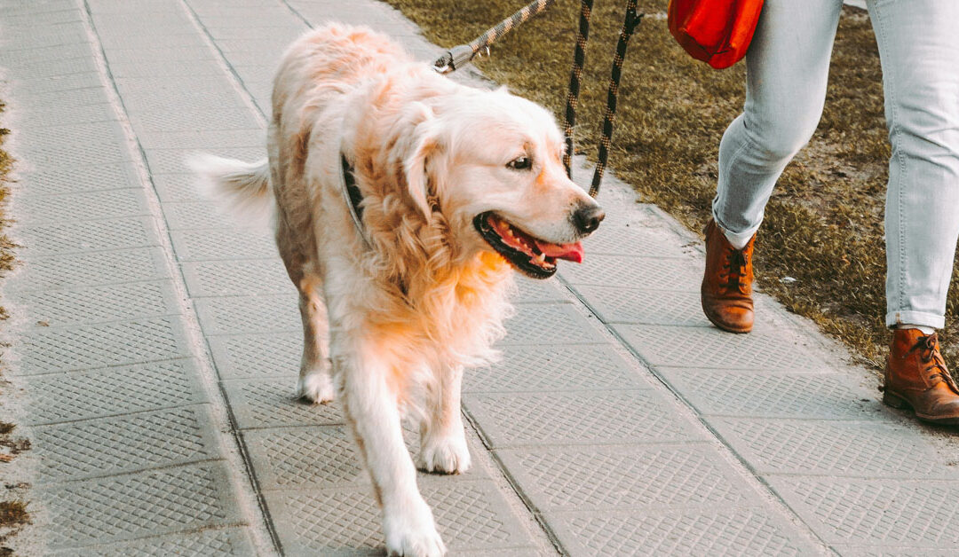 5 Signs Your Dog Needs More Walks