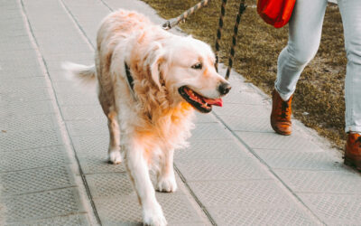 5 Signs Your Dog Needs More Walks