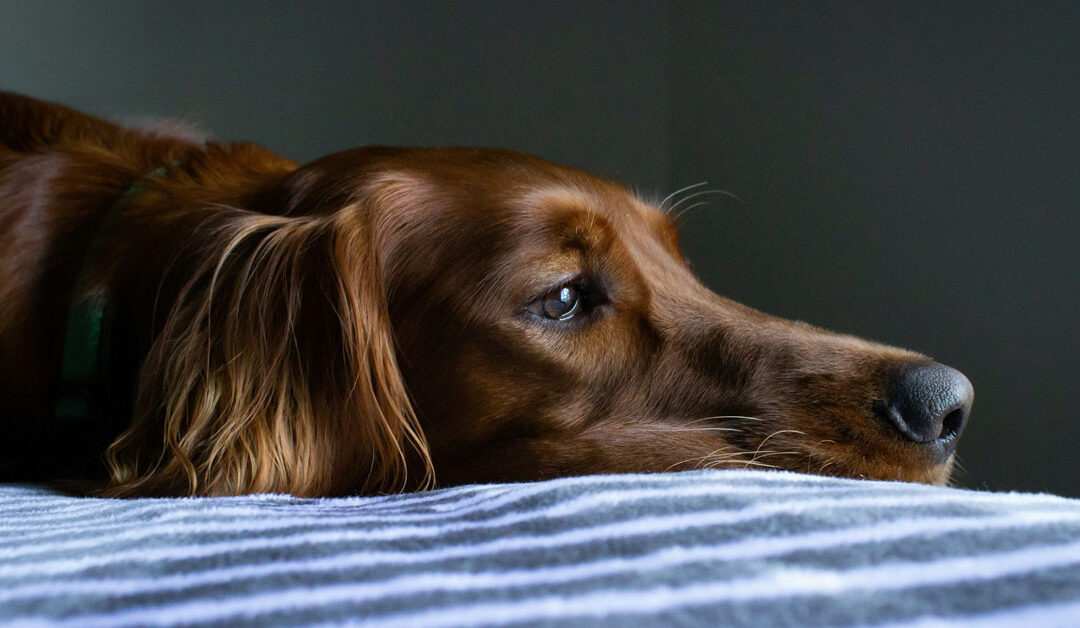 Separation Anxiety in Dogs: Signs, Prevention, and Solutions for Northern Virginia Pet Parents Returning to the Office