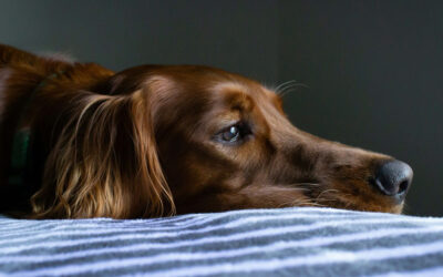 Separation Anxiety in Dogs: Signs, Prevention, and Solutions for Northern Virginia Pet Parents Returning to the Office