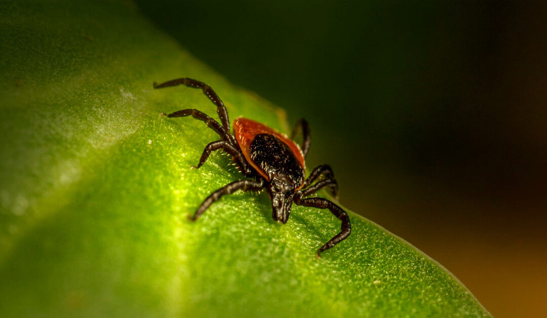 Summer’s Here. Ticks to Fear