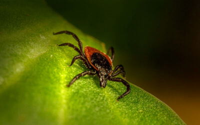 Summer’s Here. Ticks to Fear