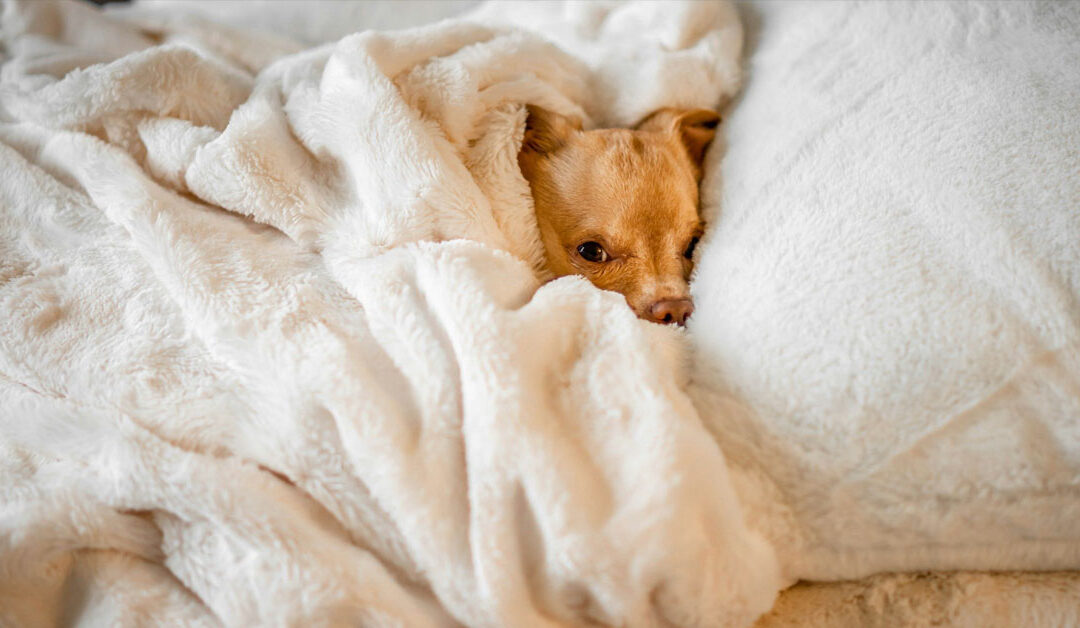 Why Does My Dog Burrow in My Bed or Blanket? The Instincts Behind the Cuteness