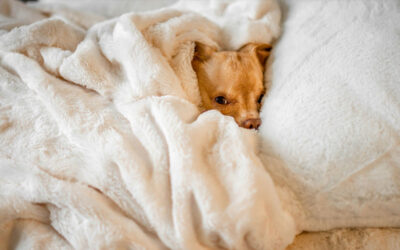 Why Does My Dog Burrow in My Bed or Blanket? The Instincts Behind the Cuteness